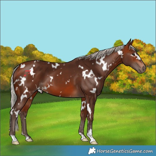 Horse Color:White Spotted Silver Bay