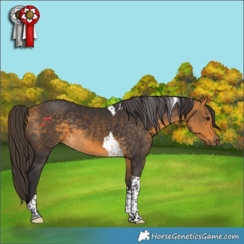 Horse Color:Buckskin Tobiano