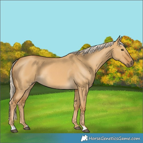 Horse Color:Palomino Dun 