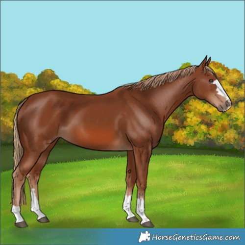Horse Color:Chestnut 