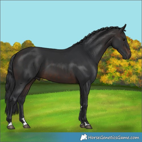 Horse Color:Brown 