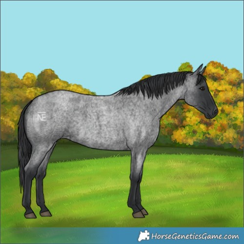 Horse Color:Blue Roan 