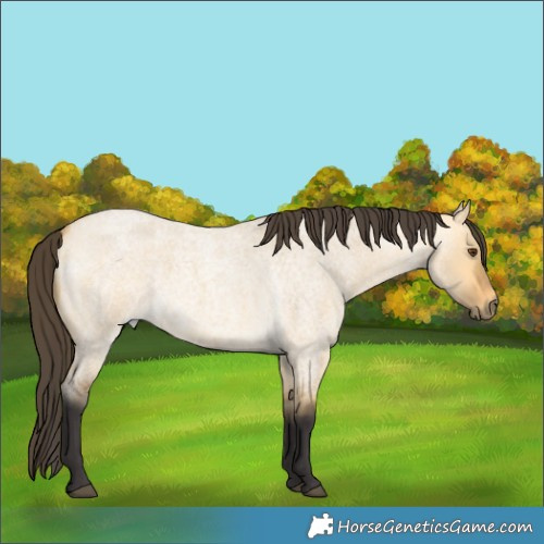 Horse Color:Buckskin Roan Dun