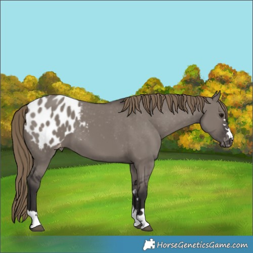 Horse Color:Smoky Grullo Blanket 