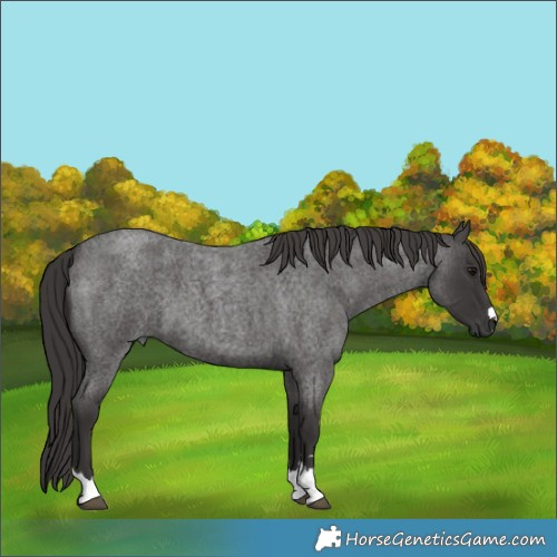 Horse Color:Smoky Blue Roan 
