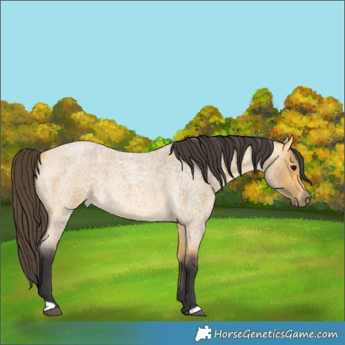 Horse Color:Buckskin Roan Rabicano 
