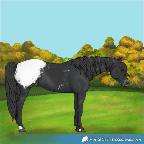 Horse Color:Black Snowcap Rabicano 