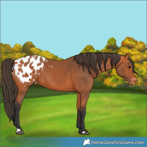 Horse Color:Bay Blanket 