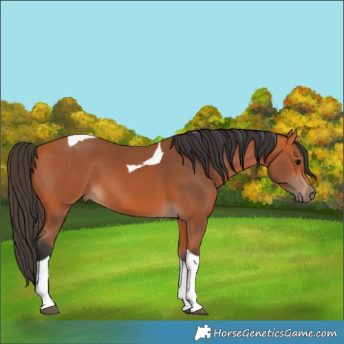 Horse Color:Bay Tobiano