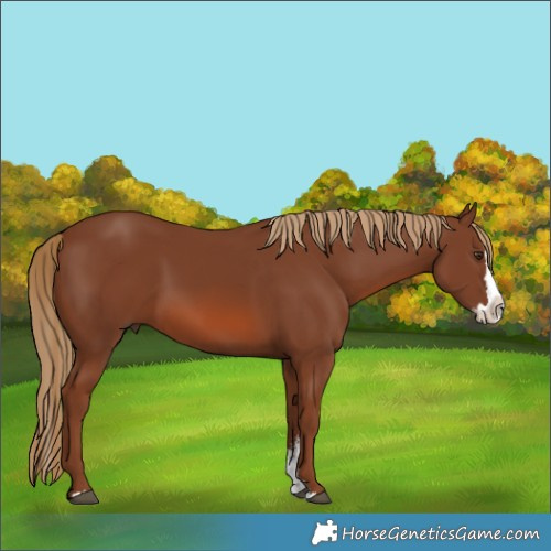 Horse Color:Chestnut Sabino Splash