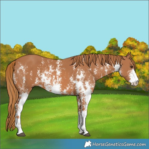 Horse Color:Chestnut Sabino 