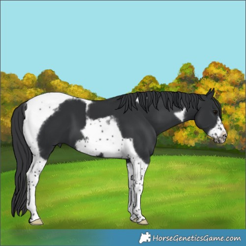 Horse Color:Black Tobiano Frame