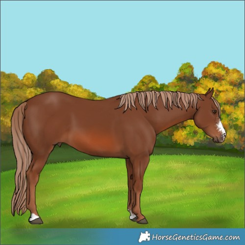 Horse Color:Chestnut Sabino 