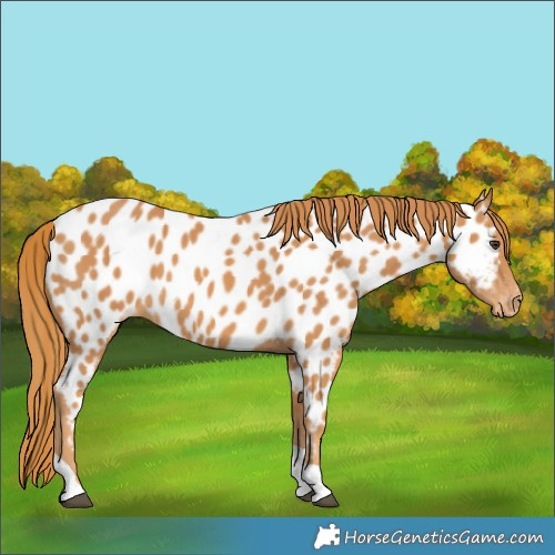 Horse Color:Chestnut Tobiano Appaloosa