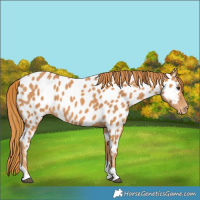 Horse Color:Chestnut Tobiano Appaloosa 