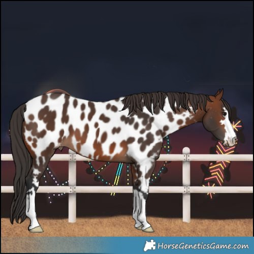Horse Color:Brown Near Leopard