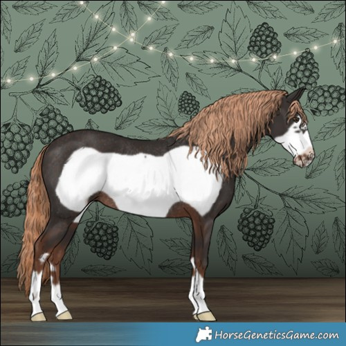 Horse Color:Liver Chestnut Frame Rabicano 