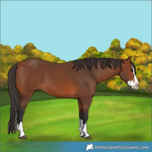 Horse Color:Bay Splash
