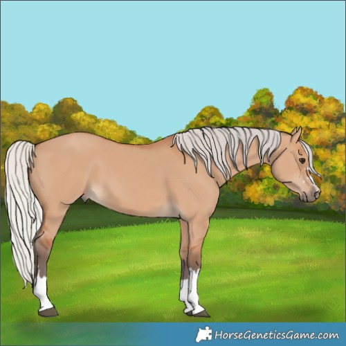 Horse Color:Silver Bay Dun
