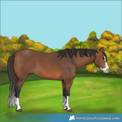 Horse Color:Bay Splash