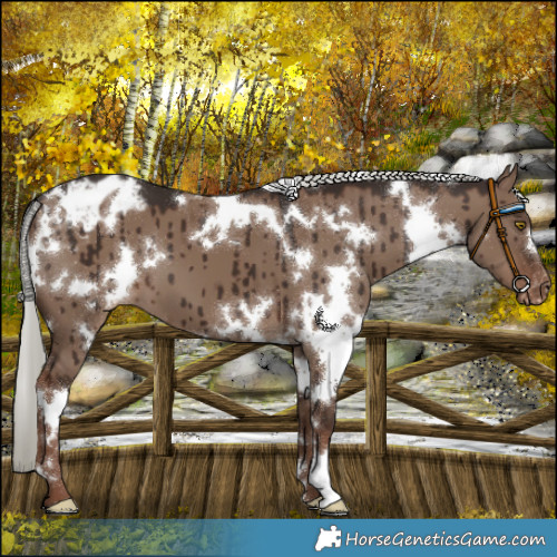 Horse Color:White Spotted Liver Red Dun Mushroom Varnish Brindle