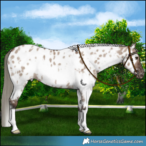 Horse Color:White Spotted Liver Red Dun Mushroom Near Leopard Brindle 