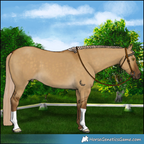 Horse Color:Chocolate Palomino Dun
