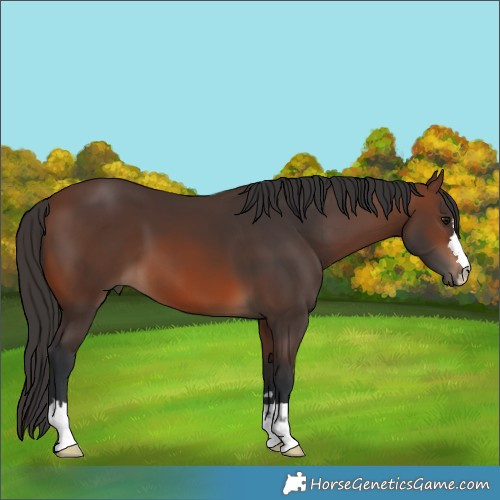 Horse Color:Brown