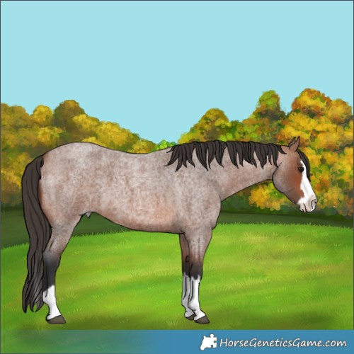 Horse Color:Bay Roan Splash 