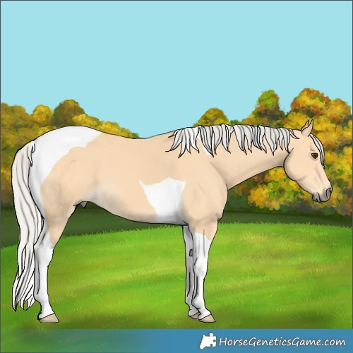 Horse Color:Silver Buckskin Tobiano