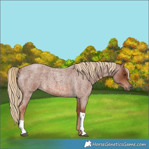 Horse Color:Unknown