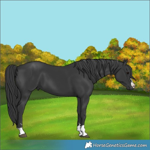 Horse Color:Black 