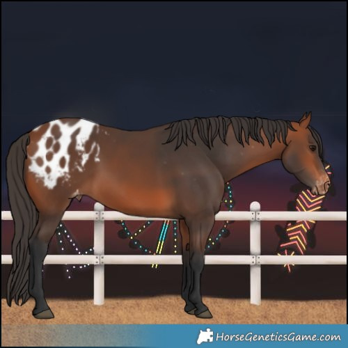 Horse Color:Bay Blanket