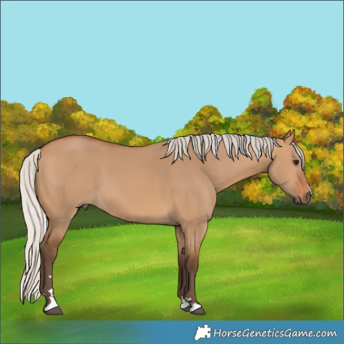 Horse Color:Silver Bay Dun