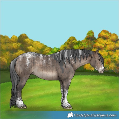 Horse Color:Powder White Bay Dun Merle Rabicano Brindle 