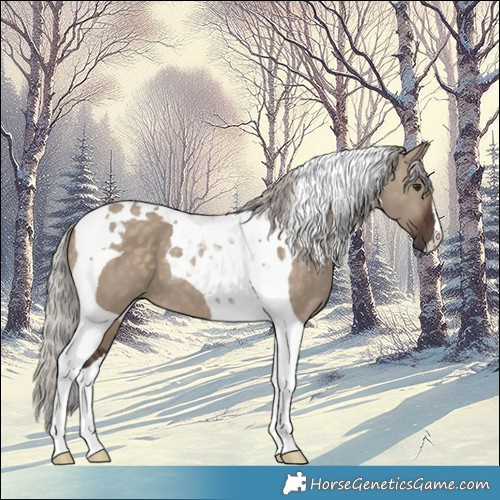 Horse Color:Silver Brown Dun Tobiano