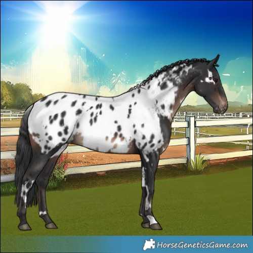 Horse Color:White Spotted Brown Near Leopard 