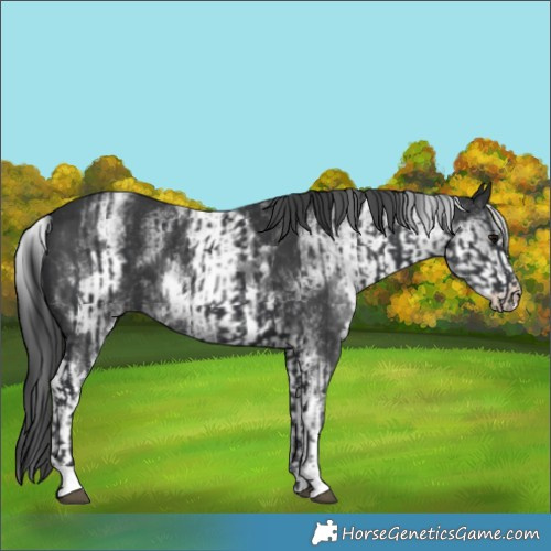 Horse Color:Black and White Spotted Black