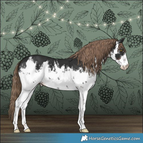 Horse Color:White Spotted Liver Chestnut 