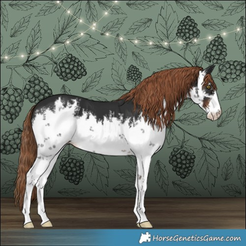 Horse Color:White Spotted Liver Chestnut
