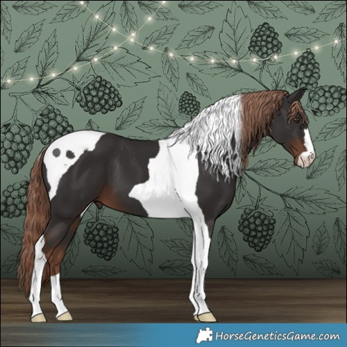 Horse Color:Liver Chestnut Tobiano