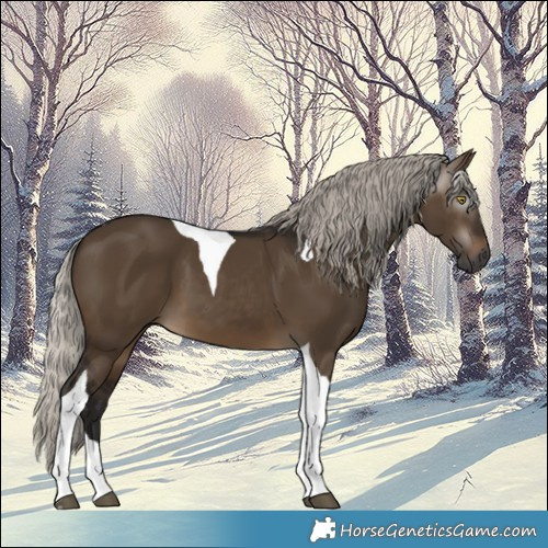 Horse Color:Gray Silver Brown Dun Tobiano 