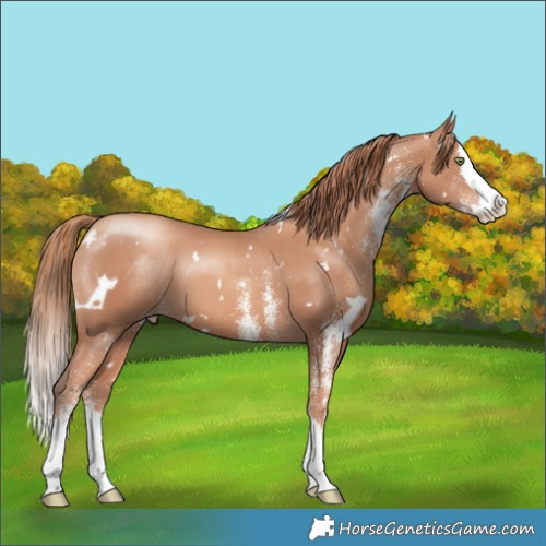 Horse Color:White Spotted Gold Champagne Splash 