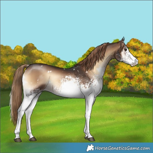 Horse Color:White Spotted Liver Red Onyx 