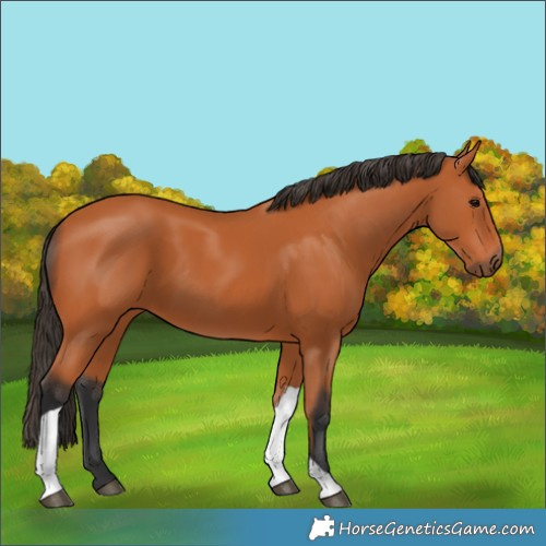 Horse Color:Bay Tobiano