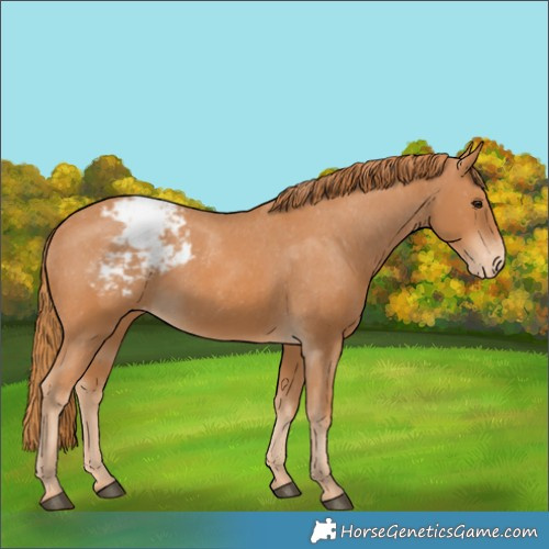 Horse Color:Chestnut Appaloosa 