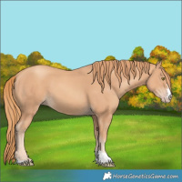 Horse Color:Gold Champagne 