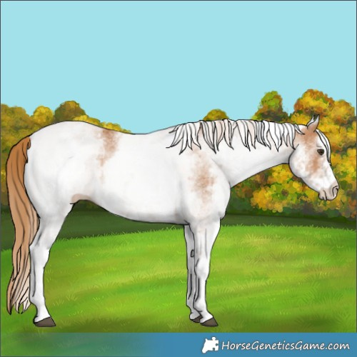 Horse Color:White Spotted Chestnut