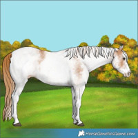 Horse Color:White Spotted Chestnut