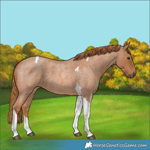 Horse Color:Red Roan Tobiano 